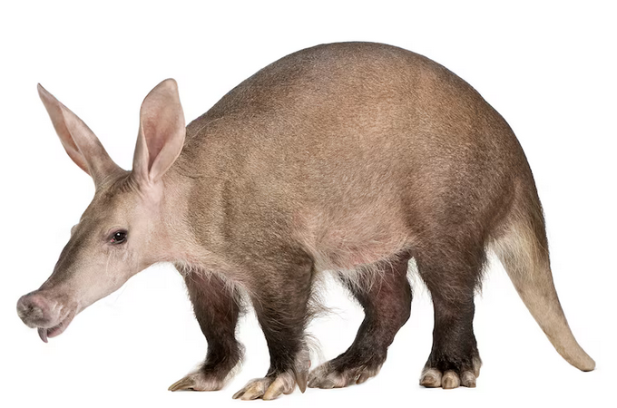 Aardvark